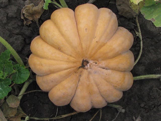 Ahuyama