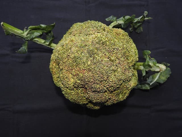 Brócoli