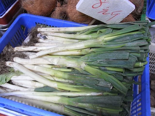 Cebolla larga