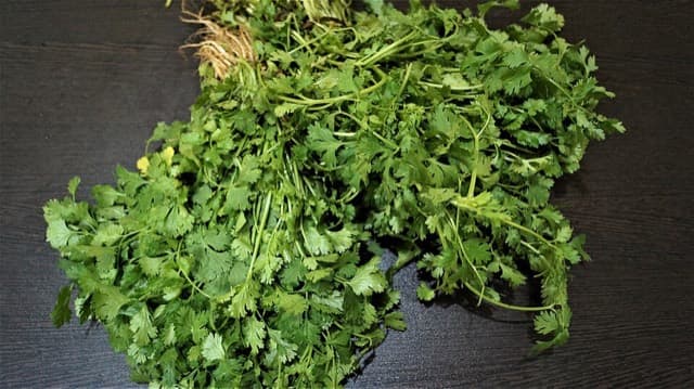 Cilantro