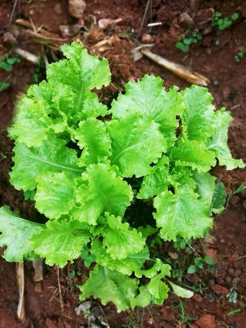 Lechuga batavia