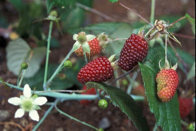 Mora de Castilla