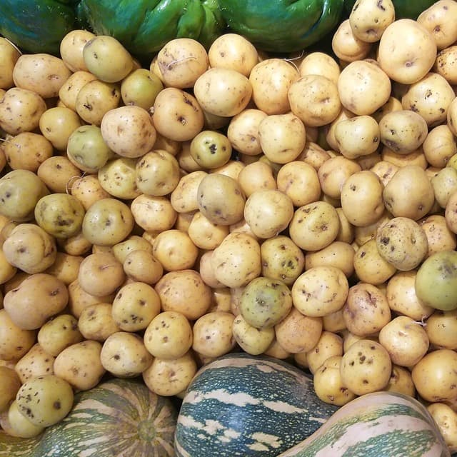 Papa criolla