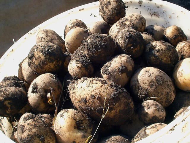 Papa pastusa
