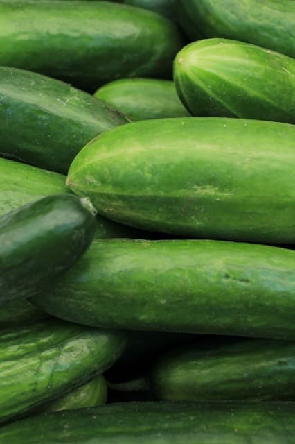 Pepino cohombro