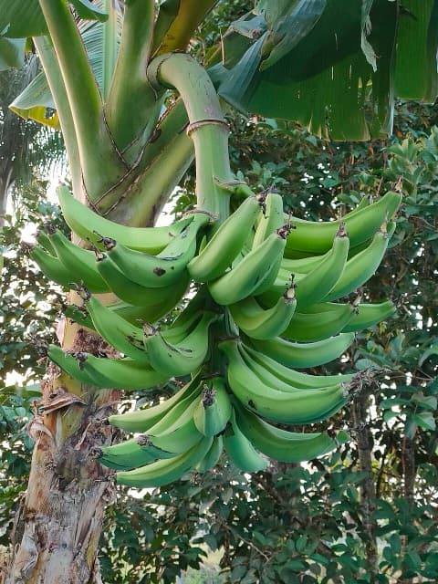 Plátano hartón