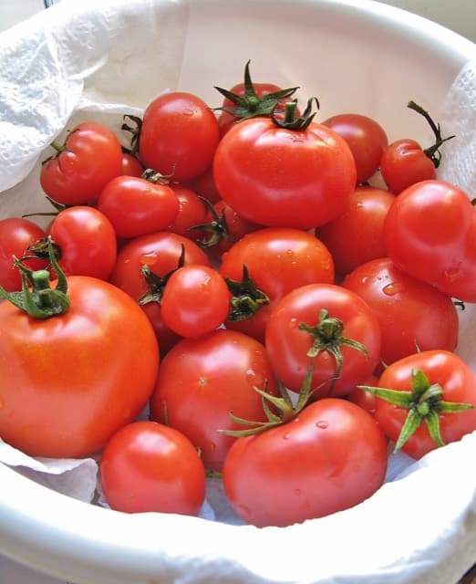 Tomate chonto