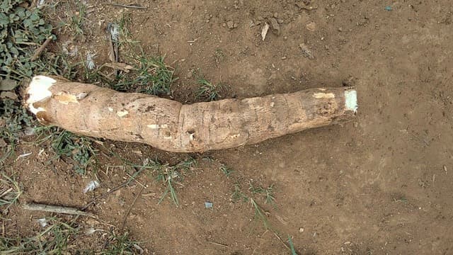 Yuca llanera